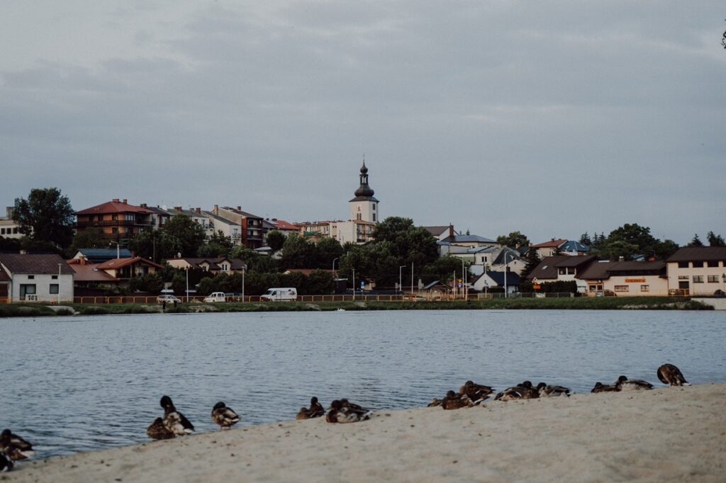 Panorama miejska z wieżą kościelną w centrum. Na pierwszym planie kaczki odpoczywające na piasku. Niebo zachmurzone.